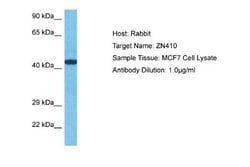 ZNF410 Antibody, Novus Biologicals 100 &mu;L; Unconjugated:Antibodies,